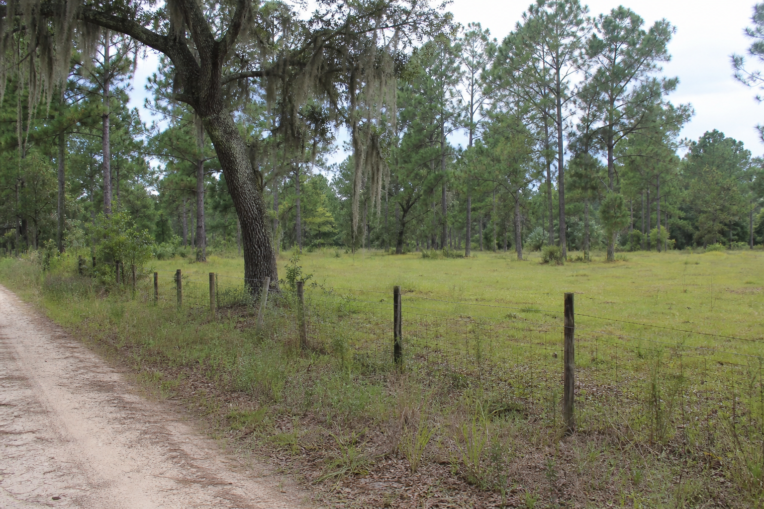 Rural North Florida Panhandle acreage property with pasture, fencing, pine trees, live oak, Spanish moss, and sandy road access