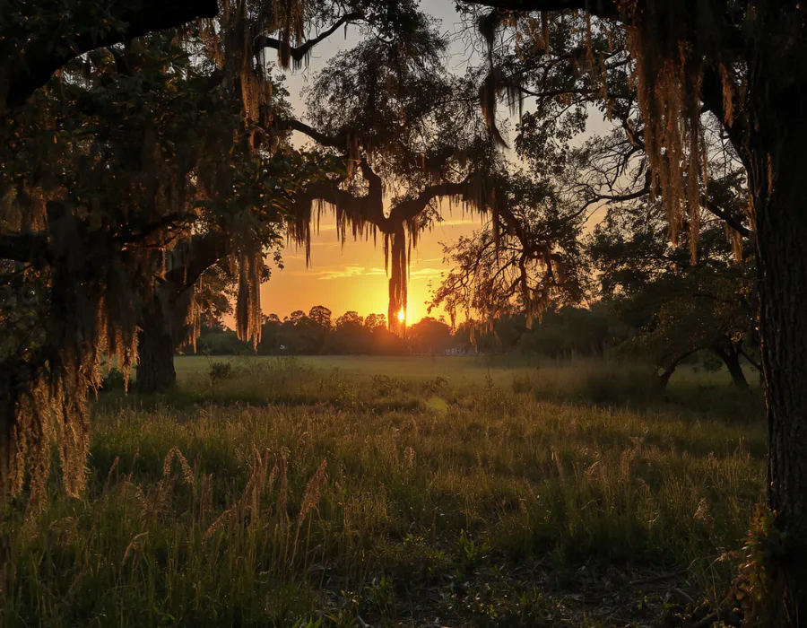 Rural Washington County Florida landscape with pine trees, live oaks, Spanish moss, and open inland scenery